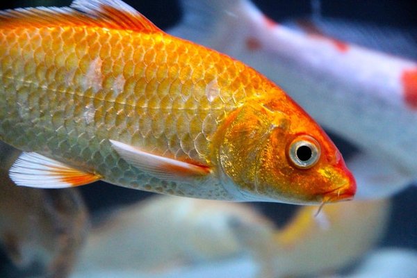 Carpe Koi : les secrets d'un aquarium réussi